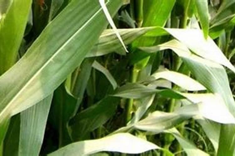 锌肥在玉米上怎样使用