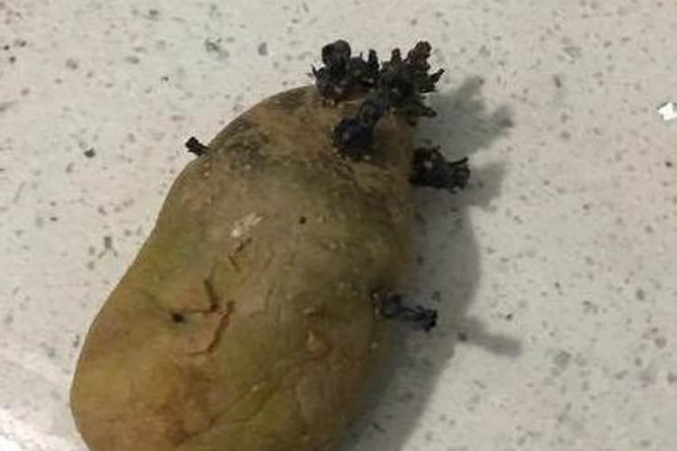 土豆受肥害怎么解决？