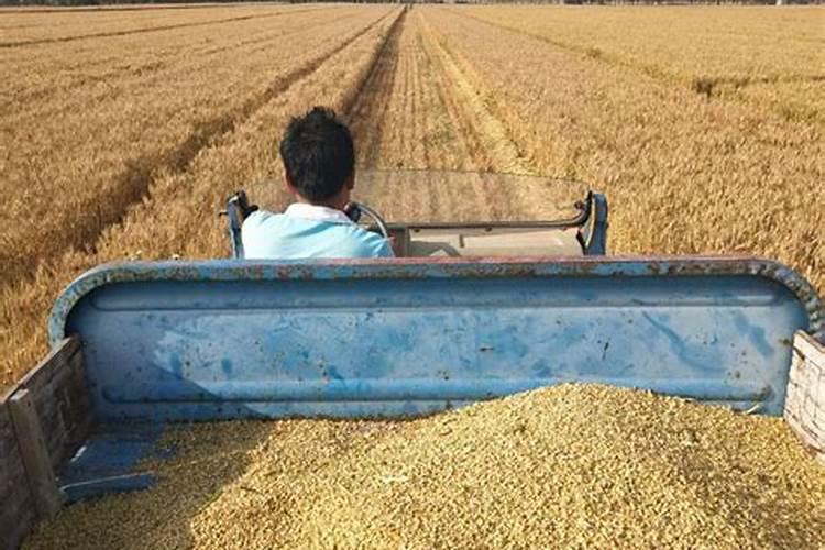 想要小麦高产有哪些种植小技巧？需要给小麦施硼肥吗？