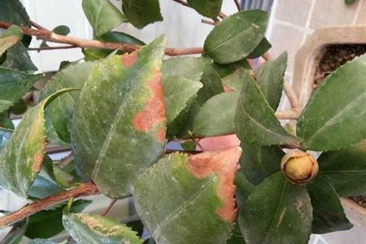 茶花施肥过多怎么办 有哪些影响