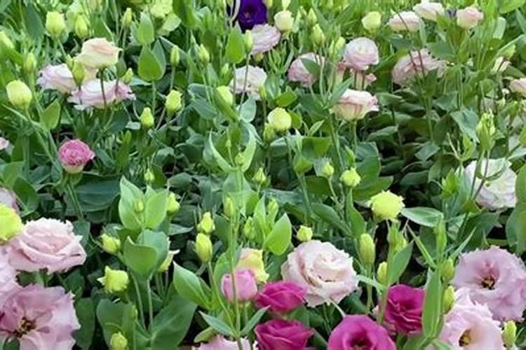 洋桔梗的种植与养护