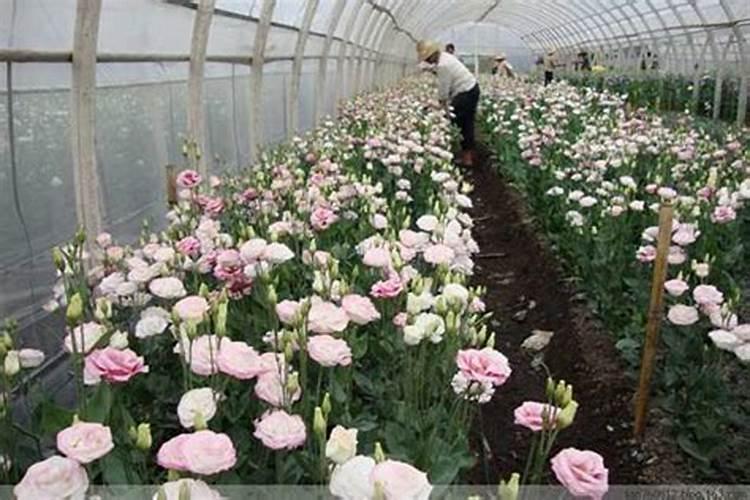 洋桔梗蔫了如何补救