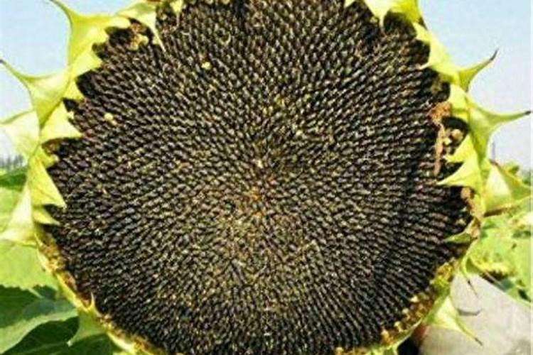 油葵是怎么种植的