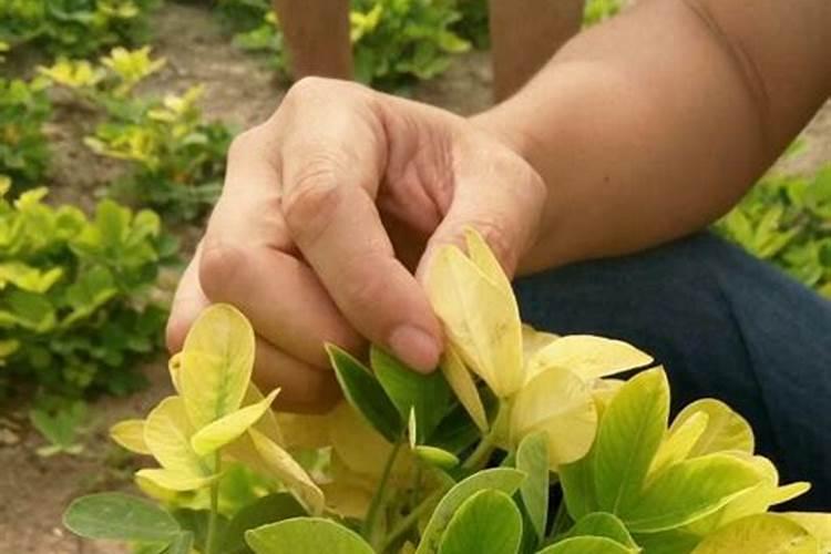 花生黄叶最快解决方法