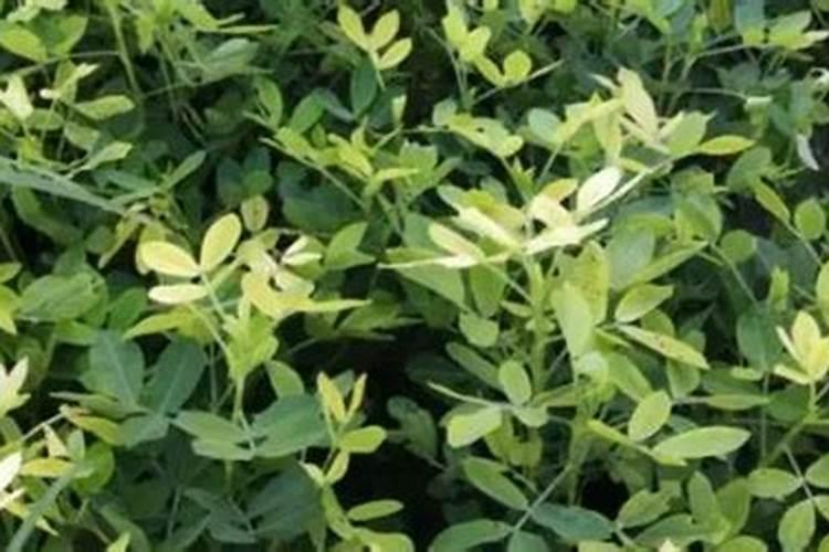 花生黄叶病的防治方法