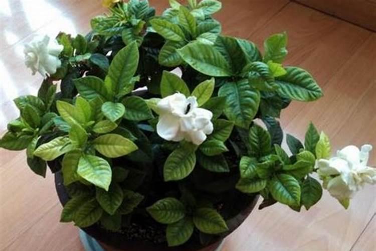 栀子花叶子发黄怎么办