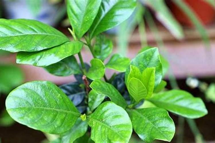 栀子花这是怎么了,需要怎么治？