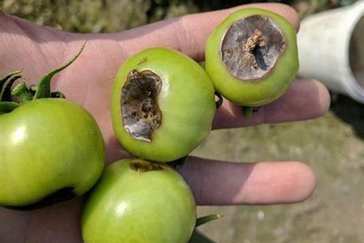 脐腐病除补钙,还有其它办法吗？