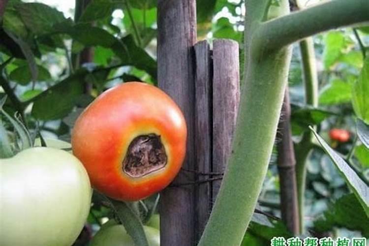 辣椒脐腐病怎么治疗？？