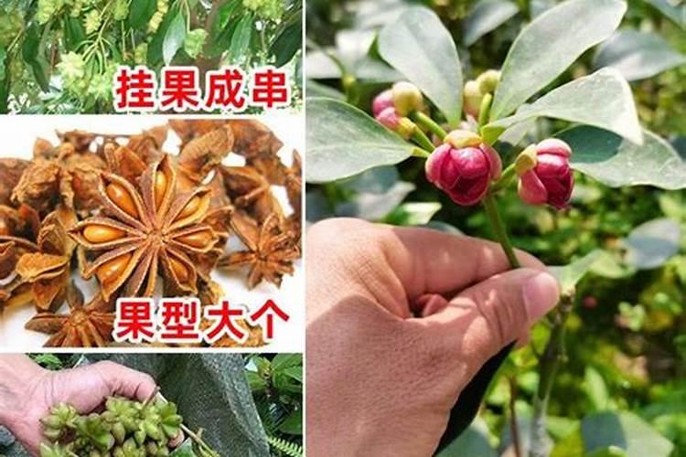 八角树施什么肥料才不、落花,结果又多呢,谢射。