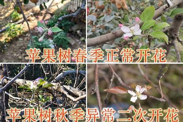 今年雨水这么多,果树如何管理施肥