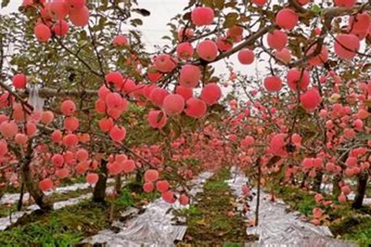 钾肥是稳产关键,但是不合理补钾却造成肥害!