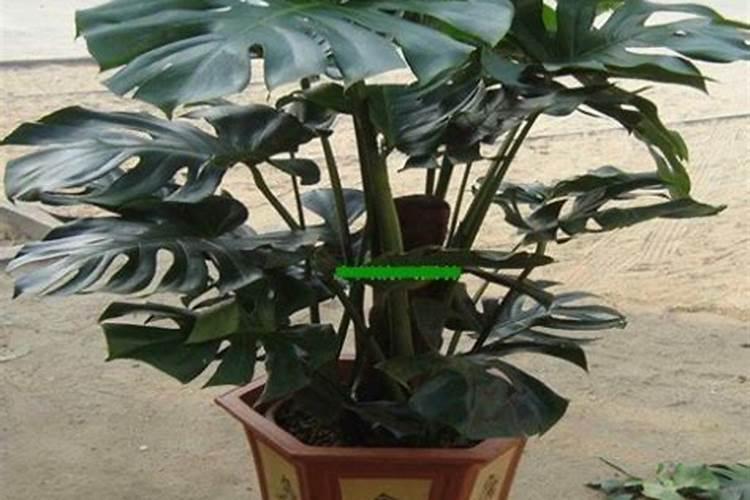 肥料增效剂属于激素类吗