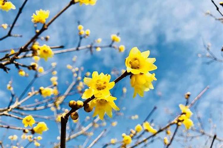 盆栽腊梅的施肥