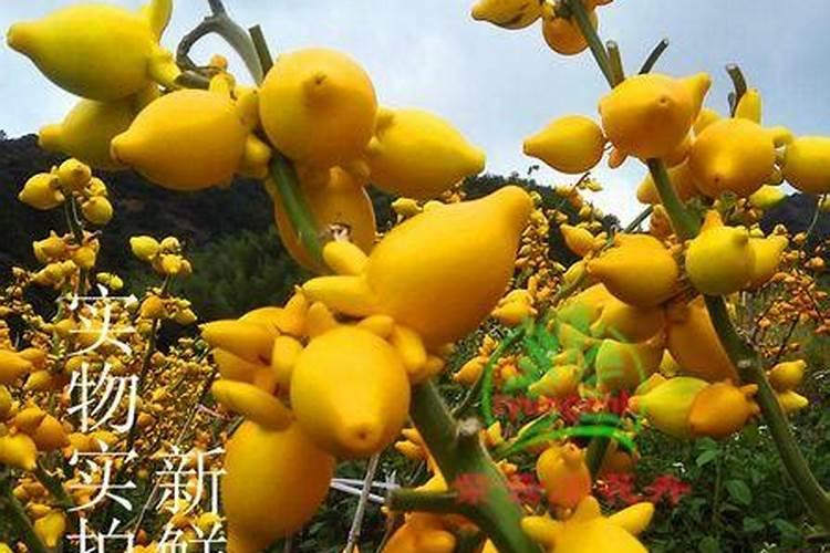 焯菜的时候是水凉的时候放菜,还是等水开了再放？