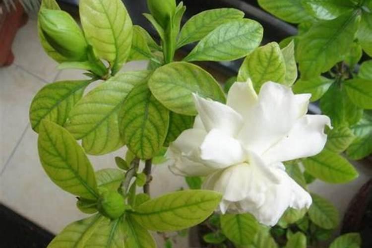 栀子花什么时候施肥