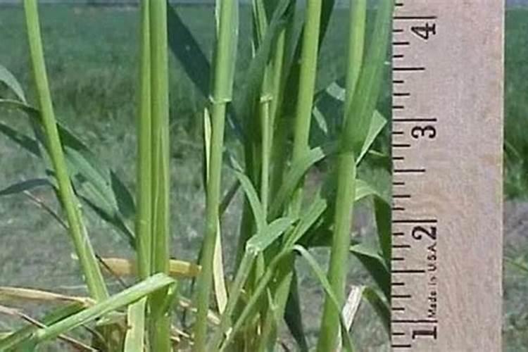 小麦拔节期喷施磷酸二氢钾多少克