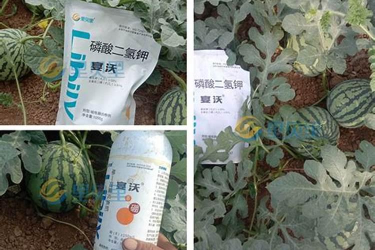 西瓜嫁接后需要喷施叶面肥吗？