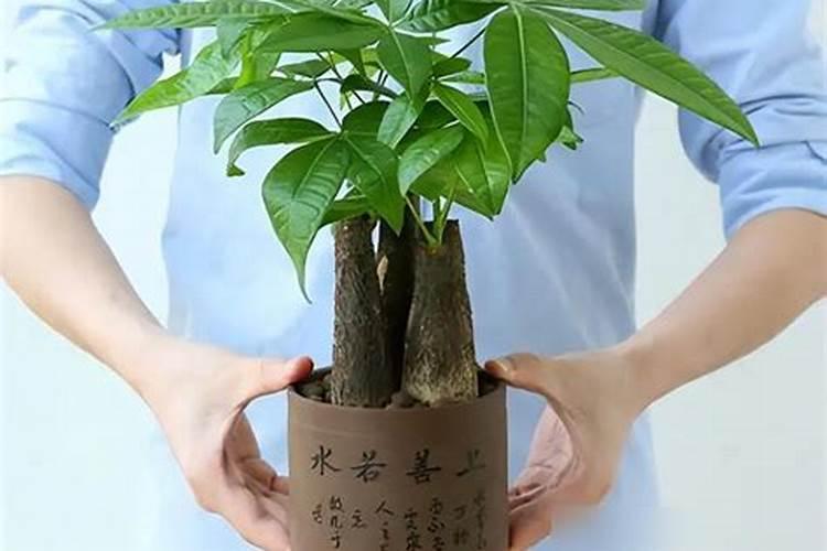 发财树换盆后多久浇水