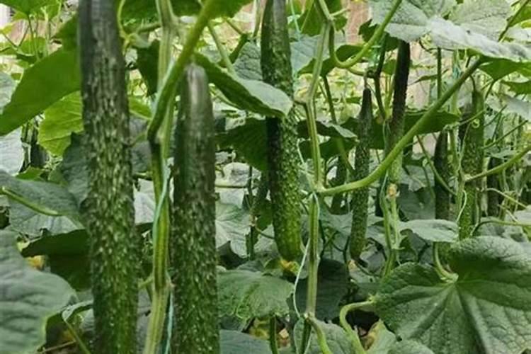 黄瓜用什么肥料长势好？黄瓜专用叶面肥什么时候用好？