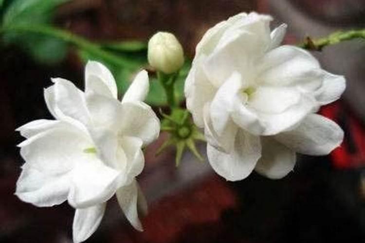 茉莉花何时施肥