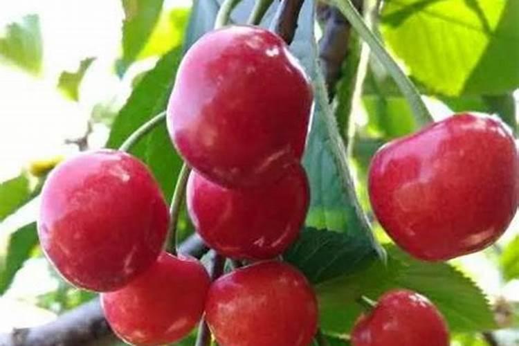 樱桃打什么叶面肥长的快？樱桃什么肥可以果实膨大？