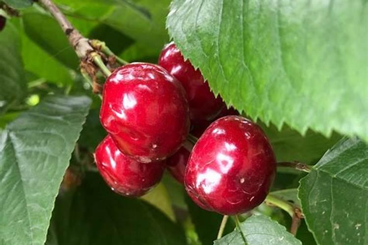 樱桃高产用什么肥料合适？樱桃树种植现在都用哪种肥料？