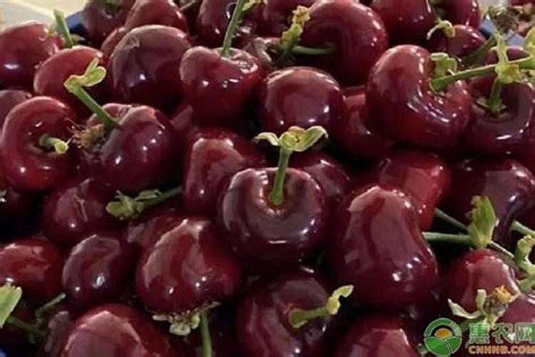 樱桃施什么肥料好？樱桃怎样让果实快速膨大？樱桃叶面肥用金泰靓