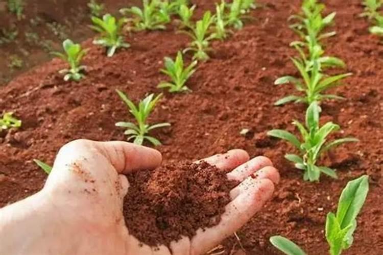 酸性土壤改良方法用什么肥 土壤酸性过高怎么施肥改良