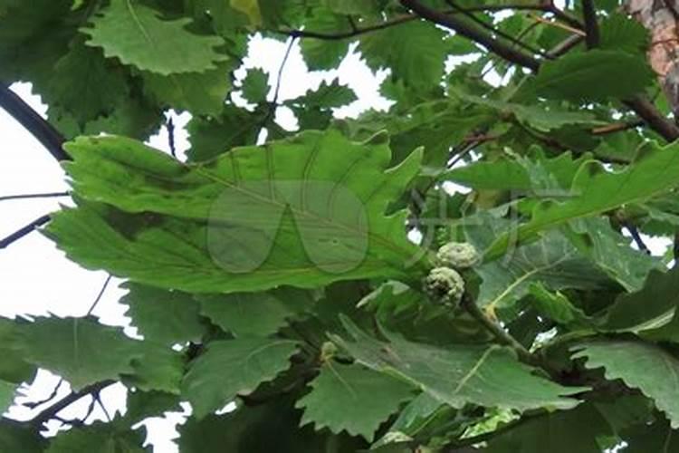 君子兰花多长时间上一次肥？