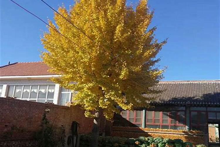 绿化养护12月如何施肥