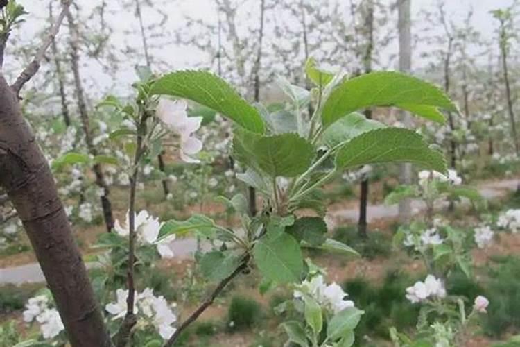 罗布泊硫酸钾在平谷大桃种植中的具体优势是什么？