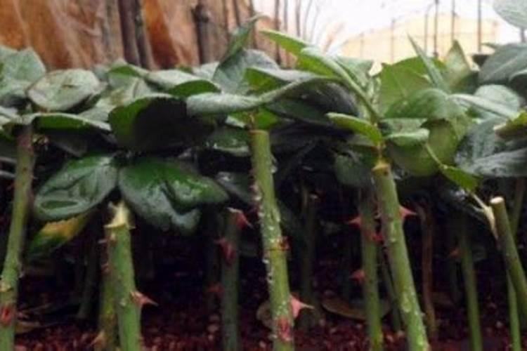 第一年阳光玫瑰栽培养殖方法