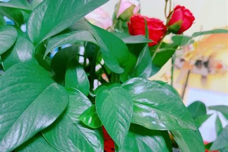 绿萝叶面施肥用什么