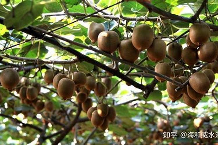 猕猴桃到底用啥牌子的肥料好