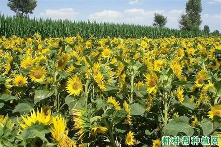 葵花开花后可以追肥吗？
