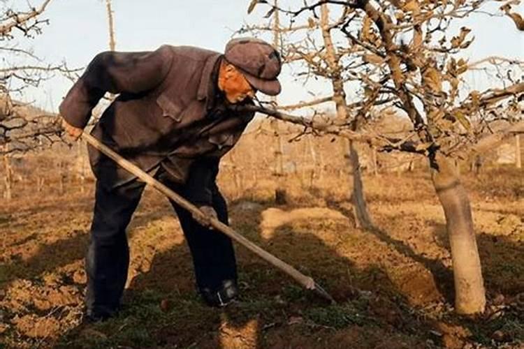 灌根的正确方法,什么是灌根