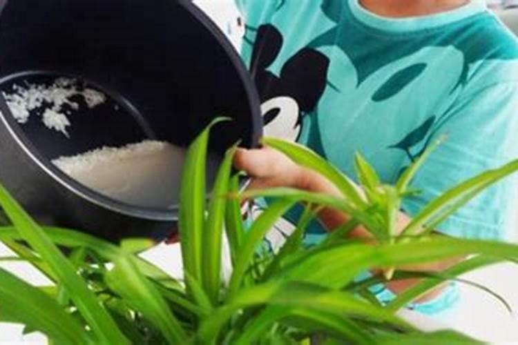 水溶肥灌根使用方法