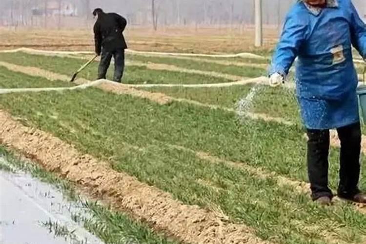 磷酸二氢钾对大姜正确使用方法