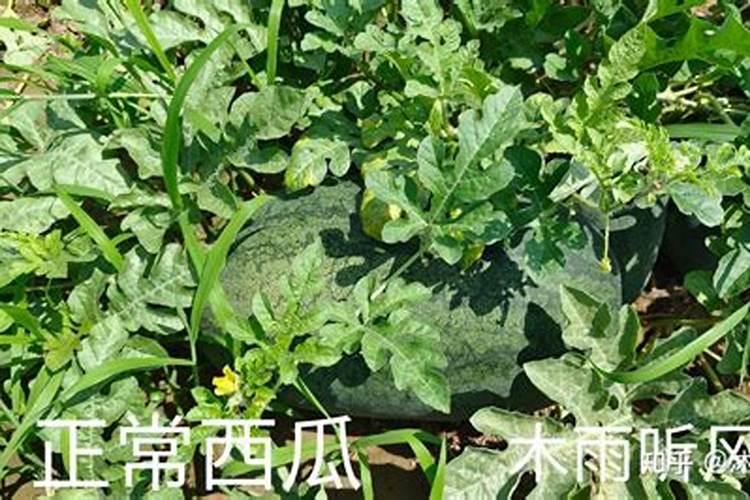 西瓜膨瓜期追肥过多会不会引起裂瓜