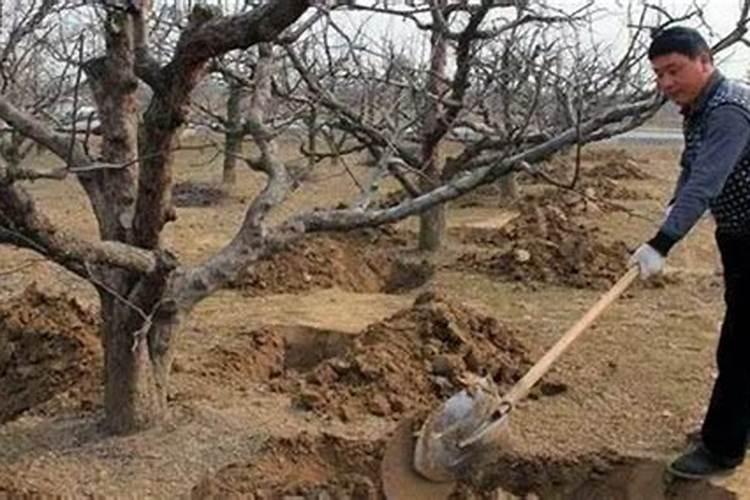 梨树受氟硅唑的药害怎么办