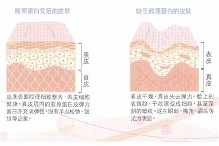 鱼蛋白有什么功效与作用？