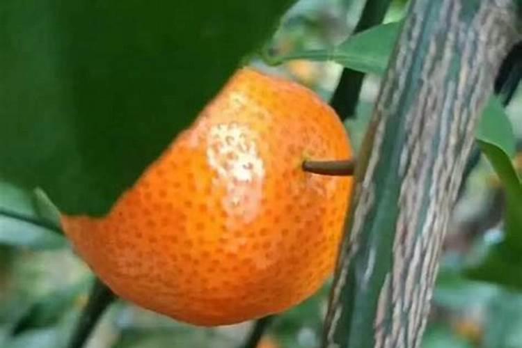 两年苗的砂糖橘下什么肥才快点长大