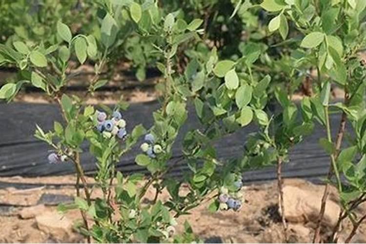 蓝莓壮枝用什么叶面肥好