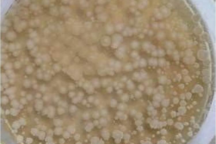 鱼蛋白水肥微生物发酵工艺流程