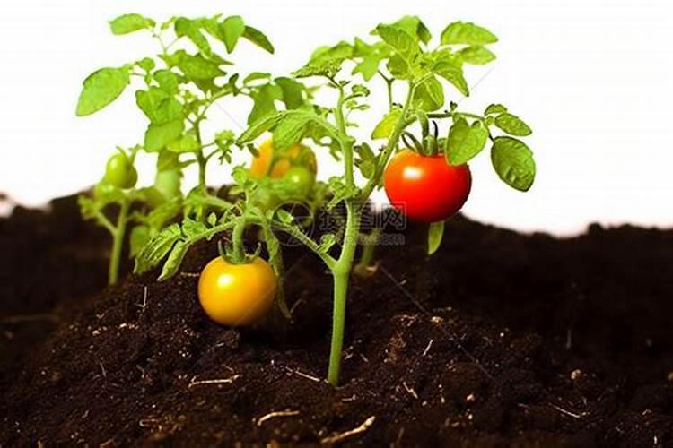 小番茄每个生长期需要的肥料