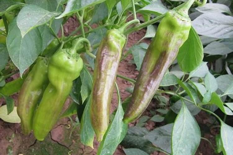 想要防治辣椒紫斑病,应该如何防治？