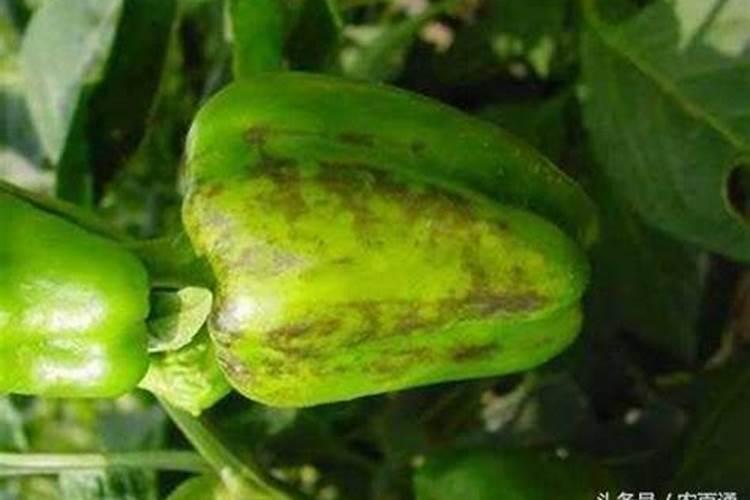 谁知道彩椒上为何会出现紫斑？？？