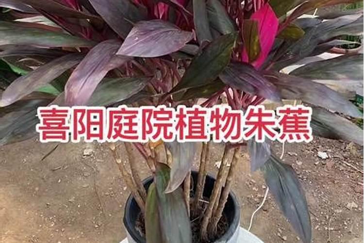 红叶朱蕉如何变粗壮,是不是应该施肥,施什么肥？