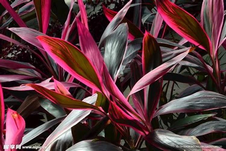 朱焦竹一盆多少株为好？